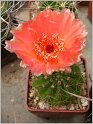 Notocactus ottonis var. vencluianus